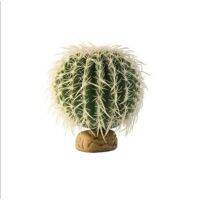 !!มาใหม่!! Barrel Cactus Large กระบองเพชรทรงกลมใหญ่ ขนาดเส้นผ่านศูนย์กลาง 12 ซม.     ตู้ปลา ปั๊มน้ำ  ปั๊มลมwpd1.5601⚡พร้อมส่งทันที⚡