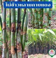 ไผ่ข้าวหลามกาบแดง (เพาะเมล็ด) ไร่เปี่ยมสุข