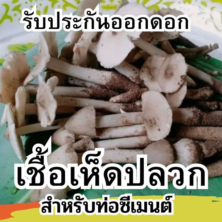 เชื้อเห็ดปลวก-เชื้อเห็ด-แบบผงสำหรับเพาะในท่อซีเมน-ผลิตจากจาวปลวกแท้100-สำหรับปลูกในฟาร์ม-ปลุกใส่ถุงดำ