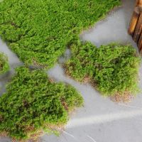 ❄☍﹍ Diy Home Lawn Mini Garden Home Micro Landscape Decoration Simulation Artificial Moss Grass Block Fake Turf Mat Wall Green Plants