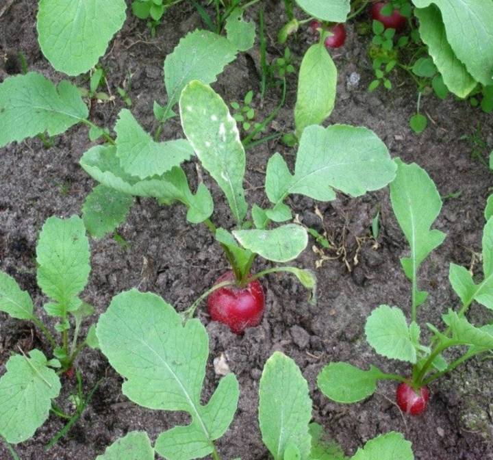 แรดีส-เมล็ดพันธุ์แรดีสเชอรี่เบลล์-cherry-belle-radish-seeds-บรรจุ-30-เมล็ด