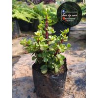 ( Pro+++ ) คุ้มค่า ต้นคลาสซูล่า( Crassula Ovata หรือ Jade Plant) ราคาดี พรรณ ไม้ น้ำ พรรณ ไม้ ทุก ชนิด พรรณ ไม้ น้ำ สวยงาม พรรณ ไม้ มงคล