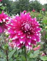 1 หัว/ออเดอร์ รักเร่ Dahlia Flower Bulb สายพันธุ์ Englands Glory หัวรักเร่ ดอกไม้ หัวหน่อ เหง้า นำเข้า เนเธอร์แลน หัวสดใหม่