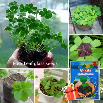 Four Leaf Clover  Pond Plants Online