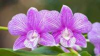 30 เมล็ดพันธุ์ เมล็ดกล้วยไม้ กล้วยไม้สกุลหวาย (Dendrobium) Orchid flower seed อัตราการงอก 80-85%