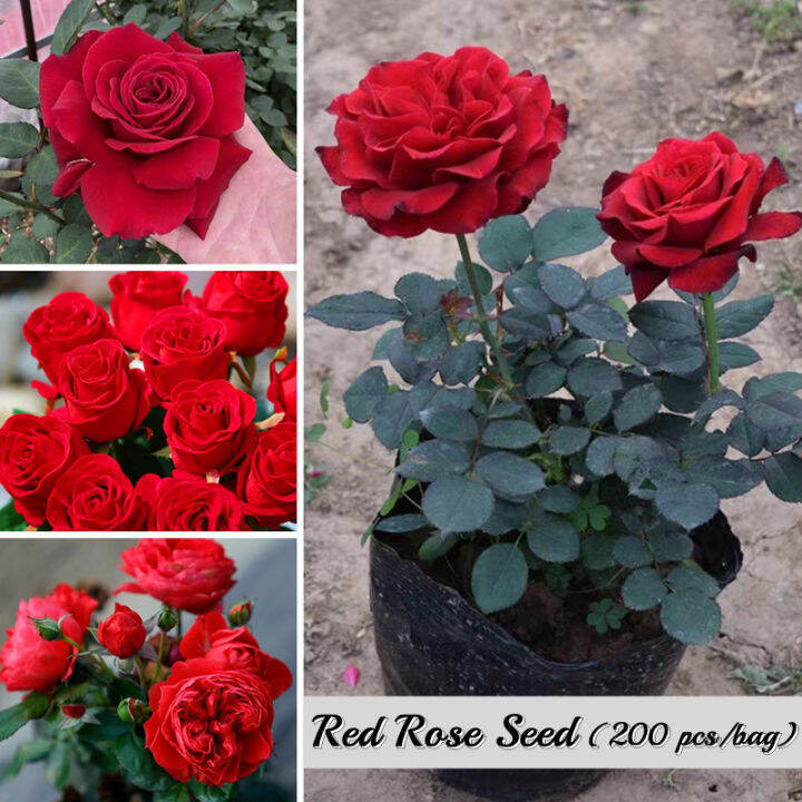 200PCS Red Rose Flower Seeds for Sale Easy To Grow In The Philippines