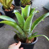 Bromeliadไท​เกอร์​ สับปะรด​สี​ ไซส์​ใหญ่​ กระถาง 5 นิ้ว