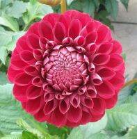 1 รากเหง้า/ออเดอร์ รักเร่ Dahlia สายพันธุ์ Red Ball หัวรักเร่ ดอกไม้ หัวหน่อ เหง้า นำเข้า เนเธอร์แลน หัวสดใหม่