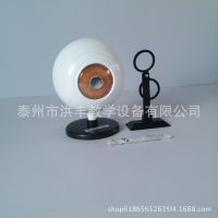 Eye imaging model demonstration senior eye instrument model demonstration instrument biological teaching instrument