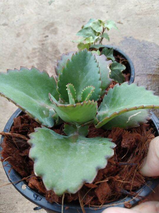 เศรษฐีพันล้าน-kalanchoe-hybrid-เป็นไม้มงคลเสริมความร่ำรวย-ทำมาค้าขึ้น-ทนแล้ง-เลี้ยงง่าย-ชอบแดด-กระถาง5นิ้ว