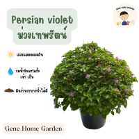 ต้นม่วงเทพรัตน์ กระถางแขวน 8 นิ้ว #ดอกไม้กินได้ #GeneHomeGarden