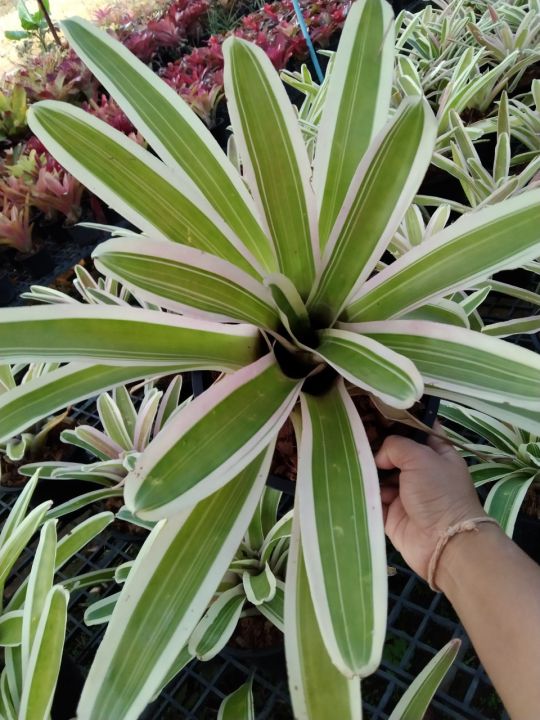 สับปะรดสี-bromeliad-เป็นไม้ประดับ-ทนแล้ง-นิยมใช้ประดับตกแต่งบ้านและสวน-สีสันสวยงามเป็นเอกลักษณ์-กระถาง8นิ้ว