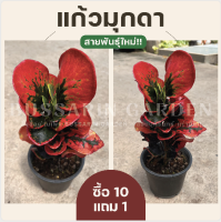 ต้นโกสนพันธุ์ "แก้วทุกดา ไซส์กระถาง 8"  ซื้อ 10 แถม 1 (จัดส่งแบบถอดกระถาง+รับประกันสินค้า)