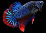 Betta trống đẹp tặng kèm 1 mái, tặng 5 gam cám chuyên dụng betta đuôi ngắn