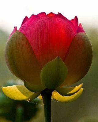 5 เมล็ด เมล็ดบัว ดอกสีแดง เข้ม ดอกเล็ก พันธุ์แคระ จิ๋ว  ของแท้ 100% เมล็ดพันธุ์บัวดอกบัว ปลูกบัว เม็ดบัว สวนบัว บัวอ่าง Lotus seeds.