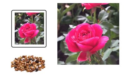 เมล็ดพันธุ์ 30 เมล็ด ดอกกุหลาบ สีม่วง พันธุ์ดอกใหญ่ นำเข้า Rose Seeds