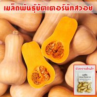 บัตเตอร์นัทสควอช  Butternut Squash เมล็ดพันธุ์  ปลูกง่าย โตเร็ว ผลผลิตดี [ซื้อ 10 แถม 1 คละได้]