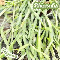 [ริพซาลิส ไตรโกน่า] Rhipsalis Trigona แคคตัส ต้นไม้ ไม้หนาม ไม้ทนแล้ง กุหลาบหิน ไม้อวบน้ำ พืชอวบน้ำ succulent cactus กระบองเพชร