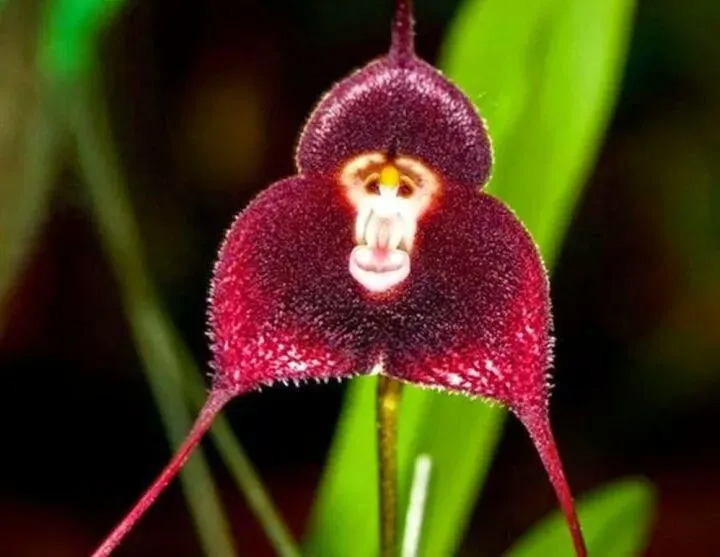 Good Quality Dracula Simia Bonsai Seeds Monkey Face Orchid Flower Seeds  Flowering Plants Seeds Live Plants Real Plants Potted Orchids Plants for  Sale Gardening Seeds Exotic Flowers (20 Pcs Seeds for Planting -