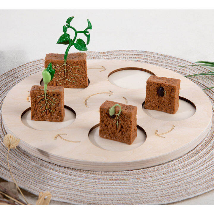 new-montessori-animals-life-cycle-board-set-lifestyle-stages-kids-teaching-tools-animal-growth-cycle-educational-open-ended-toys