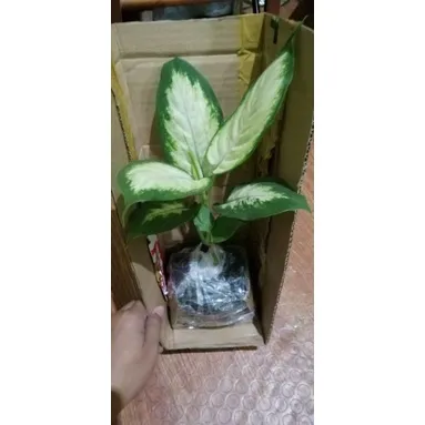 Dieffenbachia Plants / Marian Plant / Compacta /Picta/Mayan Jade ...