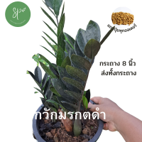 กวักมรกตดำ ไม้มงคล ปลูกในบ้าน ฟอกอากาศ กระถาง 8 นื้ว ส่งทั้งกระถาง