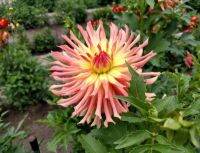 1 หัว/ออเดอร์ รักเร่ Dahlia Bulb สายพันธุ์ Camano Sitka หัวรักเร่ ดอกไม้ หัวหน่อ เหง้า นำเข้า เนเธอร์แลน หัวสดใหม่