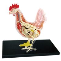 Red And White Chicken 4D Master Puzzle Assembling Toy Animal Biology Organ Anatomical Teaching Model Anatomy Screw Nut Drivers