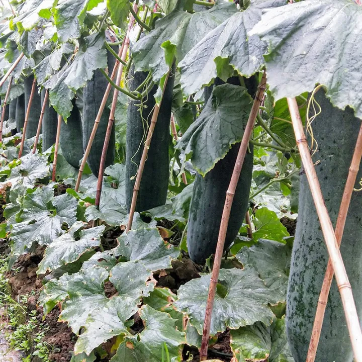 [High Germination] Giant Winter Melon Seeds for benih sayur sayuran
