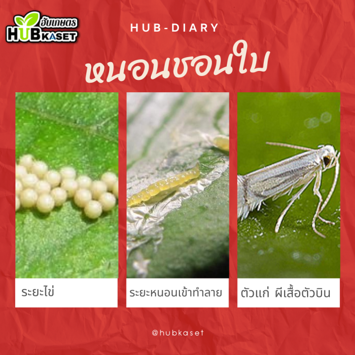 ชุดตัดวงจร-จีม่า-แลมป์ดา-ตราไก่เกษตร-100กรัม-1ลิตร-อีมาเมกติน-แลมป์ดา-ไซฮาโลทริน-ทั้งน๊อคและดูดซึม-คุมได้นาน