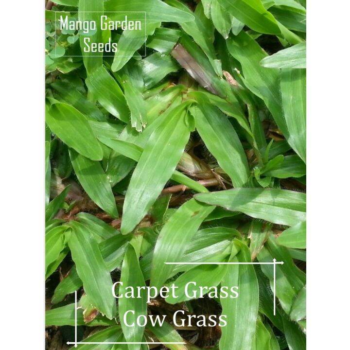 Cow Grass Seeds Seed Benih Rumput Mango Garden Lazada PH