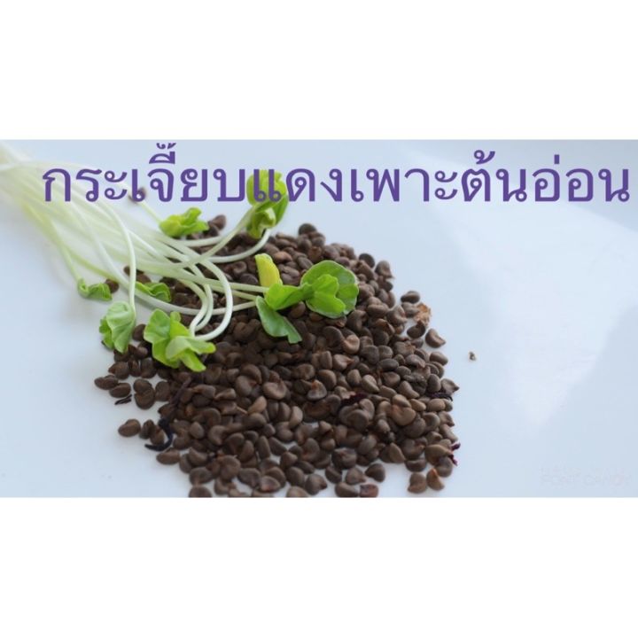 hot-250-กรัม-เมล็ดกระเจี๊ยบแดงเพาะต้นอ่อน-ทางเลือกของคนรักสุขภาพ-ส่งด่วน-พรรณ-ไม้-น้ำ-พรรณ-ไม้-ทุก-ชนิด-พรรณ-ไม้-น้ำ-สวยงาม-พรรณ-ไม้-มงคล