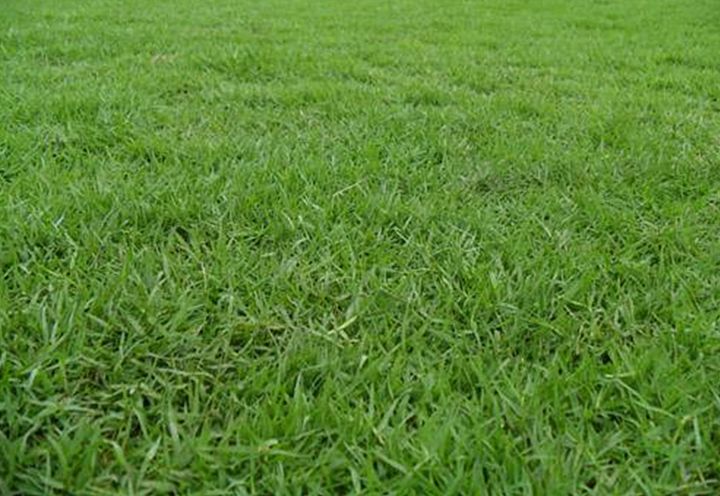เมล็ดหญ้านวลน้อย-manila-grass-temple-grass-หญ้าปูสนาม-สนามหญ้า-หญ้าญี่ปุ่น-พืชตระกูลหญ้า-เมล็ดพันธ์หญ้า-หญ้ามาเลเซีย-หญ้าเบอร์มิวด้า-1-ออนซ์