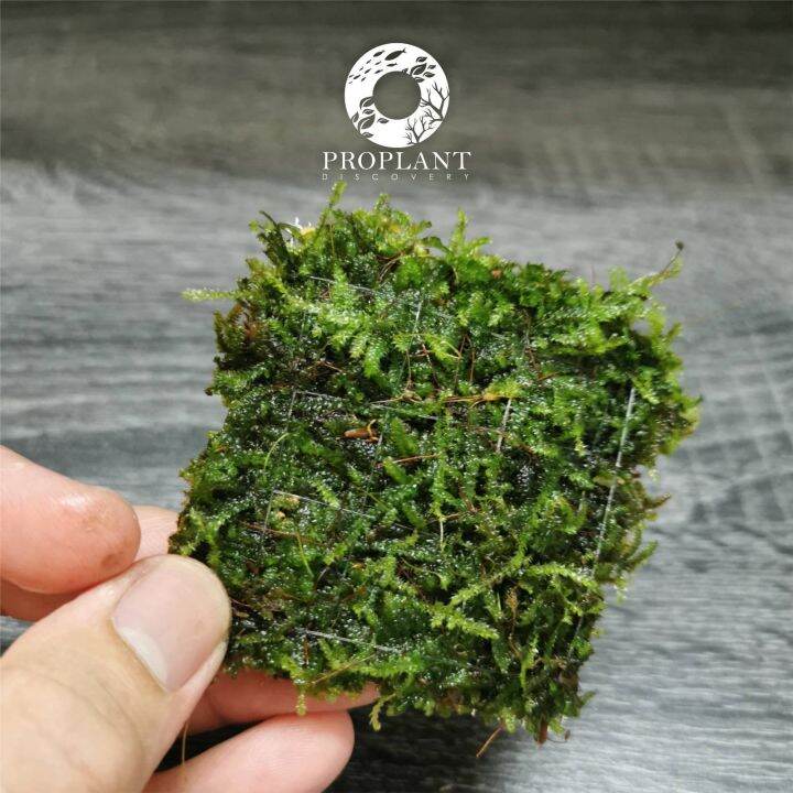 🔥 Java Moss 🔥 Taxiphyllum Barbieri ( Aquatic Live Plant / Aquarium / Aquascape / Paludarium