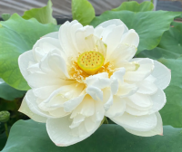 5 เมล็ดพันธุ์ บัว สายพันธุ์ SNOW WHITE LOTUS PURE WHITE BLOOMS สีขาว เพาะปลูกและเก็บเมล็ดในไทย ขยายพันธุ์ในไทยได้ สายพันธุ์นิยมปลูกในอเมริกา