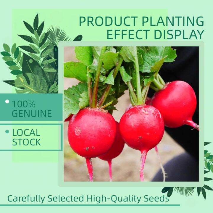 High Germination Rate 250 Seeds Red Cherry Radish Seed Organic
