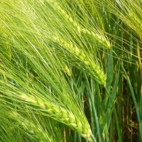 เมล็ดพันธุ์ ข้าวบาร์เลย์ (Barley Rice Seed) บรจจุ 100 เมล็ด คุณภาพดี ราคาถูก ของแท้ 100%