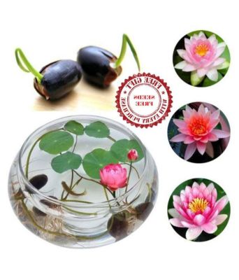 8 เมล็ด คละสี เมล็ดบัว บัวญี่ปุ่น บัวญี่ปุ่นแคระ เมล็ดเล็ก ดอกดกทั้งปี ของแท้ 100% Lotus Waterlily seeds มีคู่มีวิธีปลูก รหัส. 005