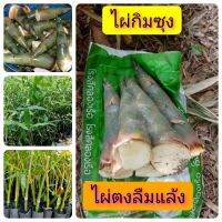 ไผ่กิมซุง จัดชุด 3 ต้น 180 บาท กิ่งตอนชำลงถุง รากแน่น ต้นพันธุ์สูง 50-60 ซม.