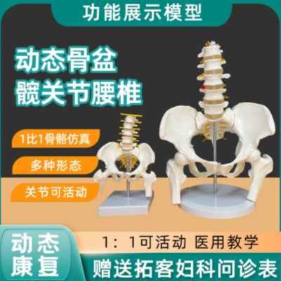 Mini small pelvis to female human body dynamic model of teaching AIDS sacrum hip rehabilitation obstetric medical with lumbar spine