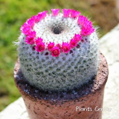 Plants Center พร้อมส่ง กระบองเพชร แคคตัส cactus Mammillaria hahnian 7-8cm หรือ แคคตัสแม่เฒ่า /แมมแม่เฒ่า