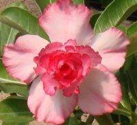 12 เมล็ด เมล็ดพันธุ์ ชวนชม Desert Rose สายพันธุ์ไต้หวัน ดอกสีชมพู Adenium Seed  กุหลาบทะเลทราย Desert Rose ราชินีบอนไซ  อัตราการงอก 80-90% มีคู่มือปลูก