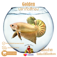 ปลากัดสีทอง เพศ ผู้ " Golden " Prang Mall มีรับประกันตลอดการส่ง