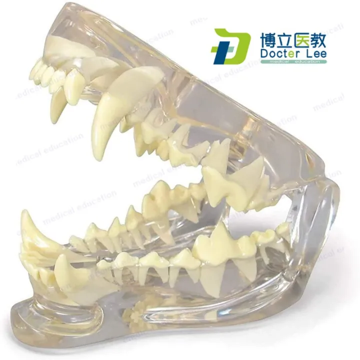 Dog Teeth Model Durable Manikins Transparent Dog Skull Jaw Bone Anatomy ...