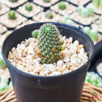 รีบูเทีย Rebutia ดอกสีส้ม กระบองเพชร แคคตัส