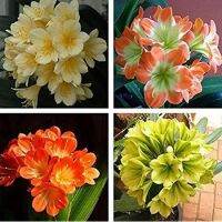 10 เมล็ดพันธุ์ เมล็ด คลิเวีย คลีเวีย ว่านสิบแสน คลิเวียด่าง Lily Clivia seeds อัตราการงอกสูง 70-80%