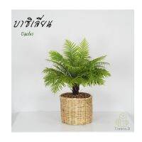 จัดโปร T6 บราซิเลียน ทรีเฟิร์น Brazilian Tree Fern กระถาง 10 นิ้ว ต้นไม้ต้นใหญ่ ที่สง่างาม ใบแตกหน่อยสวย ลดราคา กระถาง  กระถางต้นไม้ กระถางจพลาสติก จัดสวน