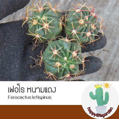 พร้อมส่ง โปรโมชั่น เฟอโรหนามแดง เฟอโรเล็บเหยี่ยว Ferocactus letispinus แคคตัส ไม้เมล็ด ส่งทั่วประเทศ พรรณ ไม้ น้ำ พรรณ ไม้ ทุก ชนิด พรรณ ไม้ น้ำ สวยงาม พรรณ ไม้ มงคล