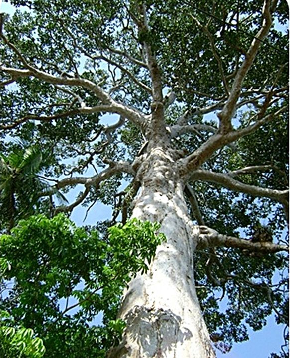 ขายส่ง-100-เมล็ด-เมล็ดยางนา-yang-ไม้ยืนต้น-ต้นไม้ทรงปลูก-ต้นยางนาเป็นพันธุ์ไม้พระราชทานของจังหวัดอุบลราชธานี-ท่ายาง-ต้นไม้พยากรณ์อากาศ