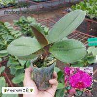 ฟาแลนนอปซิส สีแดงลายปลาคราฟ (ไม่เเทงช่อ) ไซส์กลาง กระถาง 2 นิ้ว Phalaenopsis